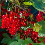 Ríbezľa červená (Ribes rubrum) ´ROLAN´ - neskorá 50-80 cm; kont. 1.5L - KRÍKOVÁ
